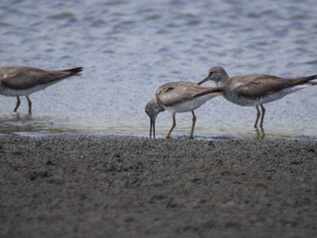 キアシシギ ふなばし三番瀬海浜公園 2022年8月12日(金)