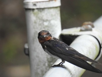 2022年8月12日(金) 葛西臨海公園の野鳥観察記録