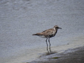 ダイゼン ふなばし三番瀬海浜公園 2022年8月12日(金)