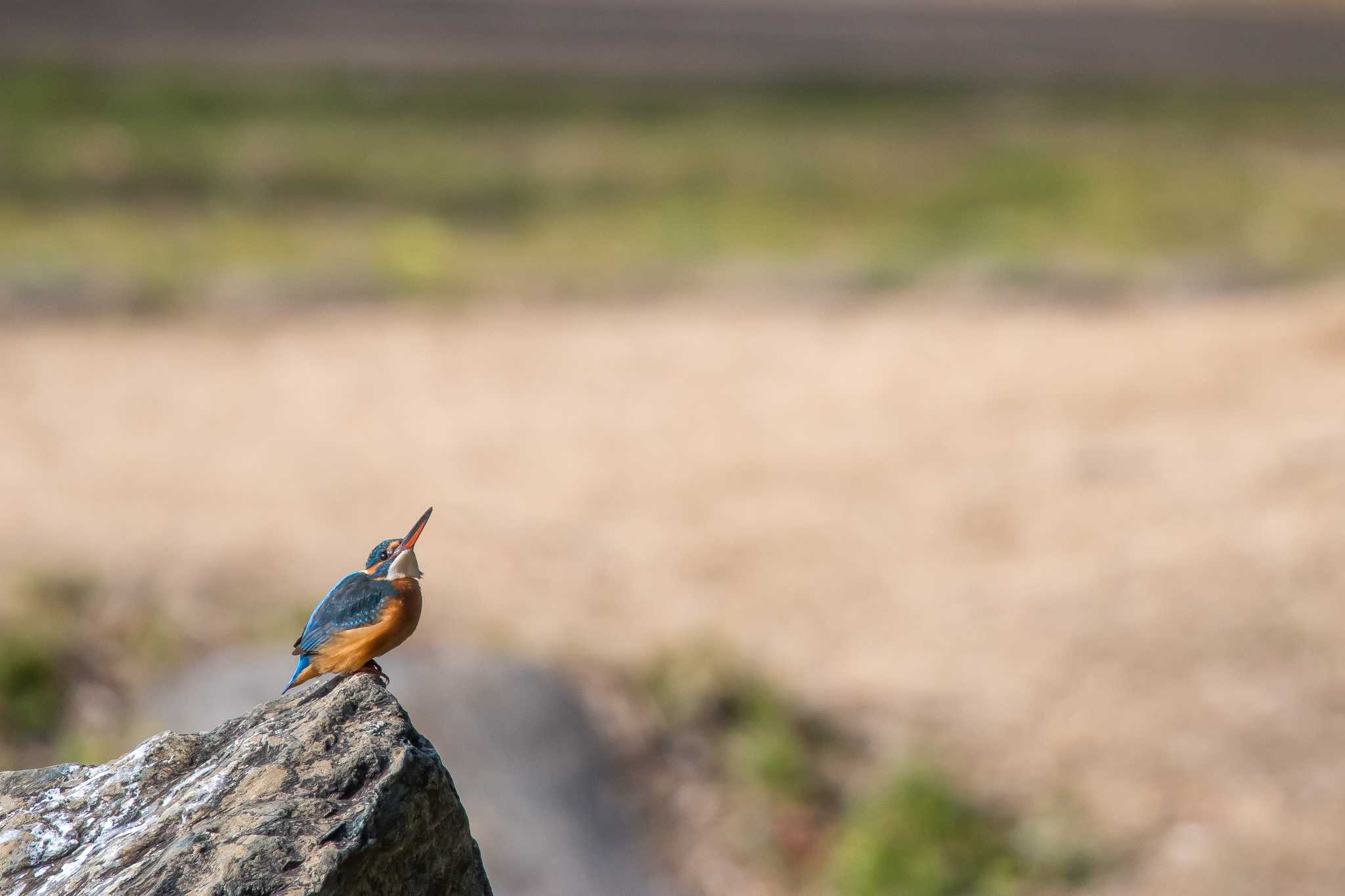 Photo of Common Kingfisher at Akashi Park by ときのたまお
