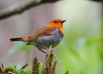 Thu, 8/11/2022 Birding report at 大台ヶ原