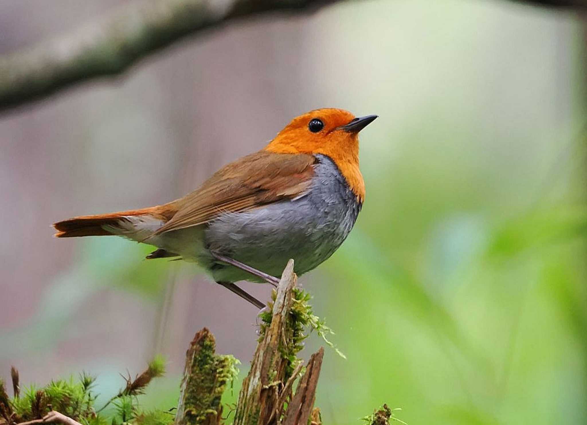 Japanese Robin