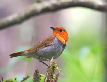 Japanese Robin 大台ヶ原 Thu, 8/11/2022