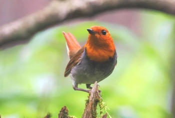 Japanese Robin 大台ヶ原 Thu, 8/11/2022