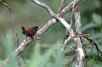 Eurasian Wren 大台ヶ原 Sun, 7/17/2022