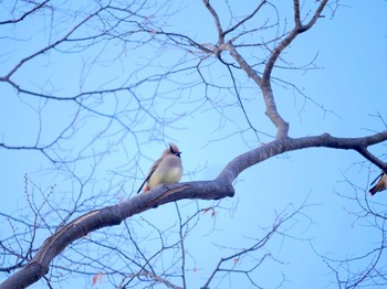 Japanese Waxwing 城山公園(長野県) Sun, 1/14/2018