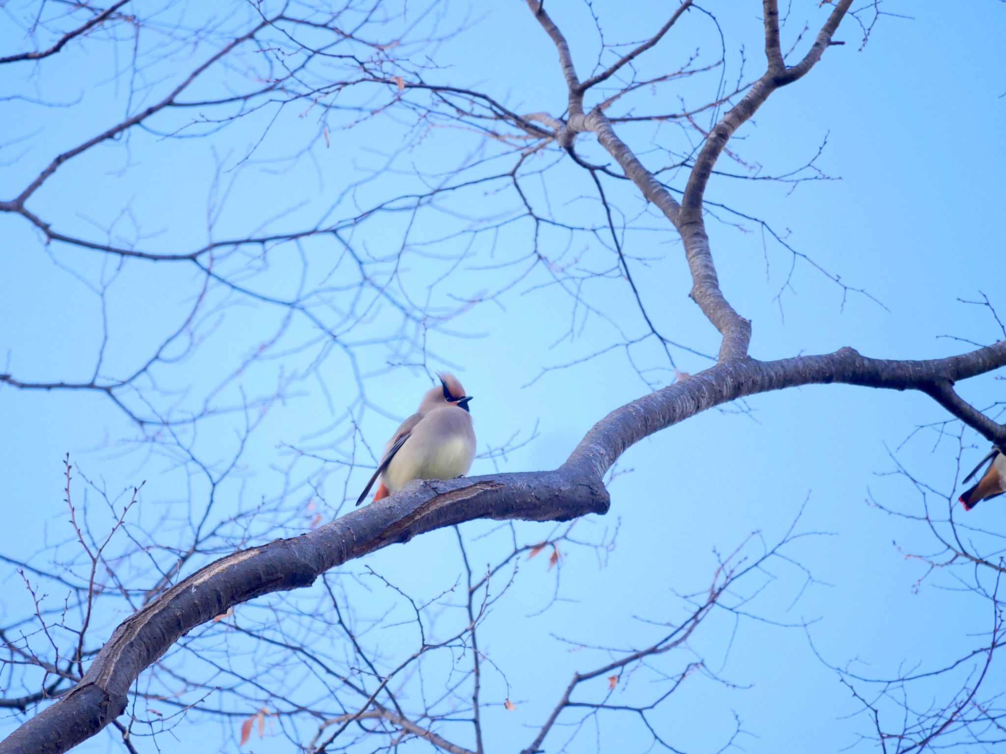 Japanese Waxwing