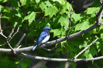 Tue, 5/3/2022 Birding report at 新潟県