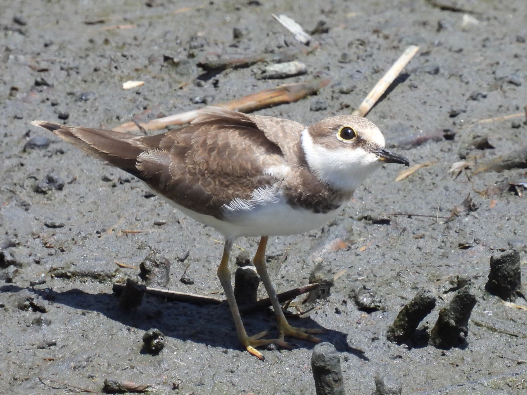 東京港野鳥公園 コチドリの写真 by yoshikichi