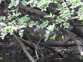 2022年8月11日(木) 東京港野鳥公園の野鳥観察記録