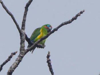 Double-eyed Fig Parrot Centenary Lakes(Cairns) Thu, 8/11/2022