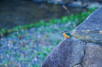 Common Kingfisher 京都市鴨川公園 Thu, 12/9/2021