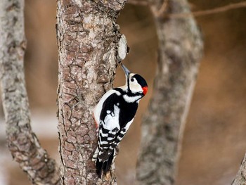 Great Spotted Woodpecker(japonicus) 北海道 鶴居 Fri, 2/28/2014