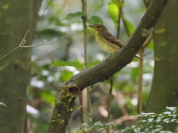 Narcissus Flycatcher 東京都立桜ヶ丘公園(聖蹟桜ヶ丘) Thu, 8/11/2022