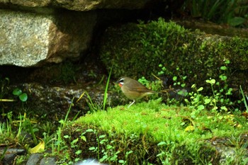 Siberian Rubythroat Kyoto Gyoen Wed, 4/20/2022