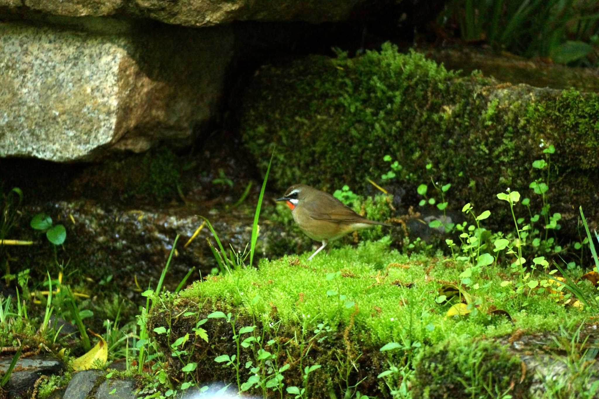 Photo of Siberian Rubythroat at Kyoto Gyoen by Tetsuya