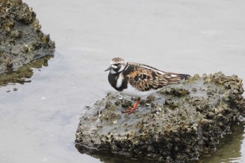 Ruddy Turnstone 甲子園浜(兵庫県西宮市) Sat, 5/14/2022