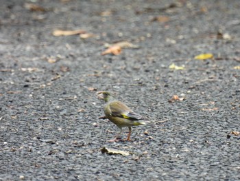 Grey-capped Greenfinch Aobayama Park Sun, 7/3/2022