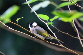 シロガシラ 台北植物園 2017年11月21日(火)