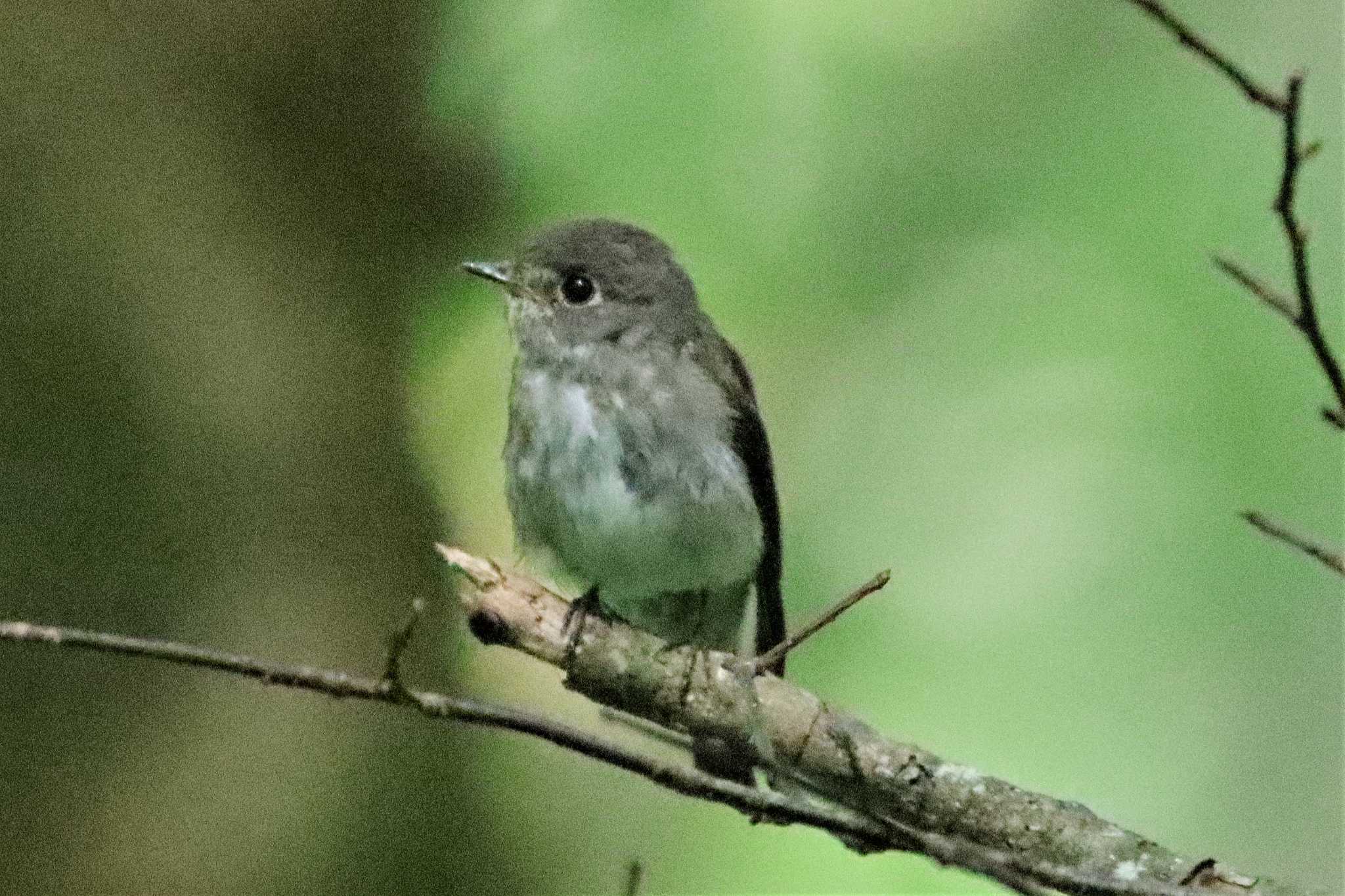 上高地 サメビタキの写真 by ぼぼぼ