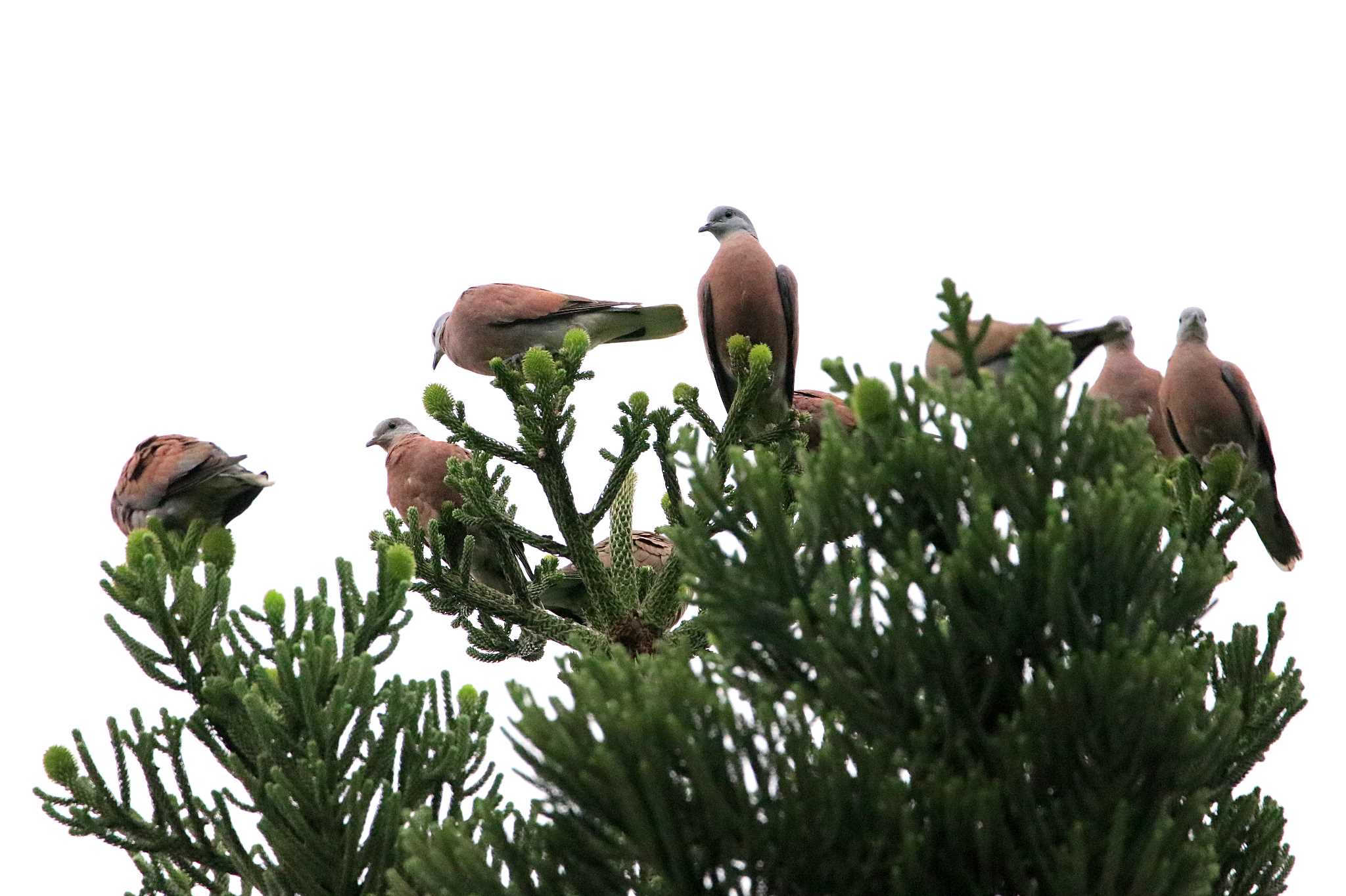 Red Collared Dove