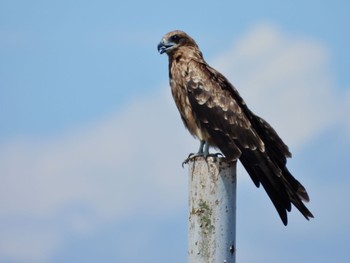 2022年8月11日(木) 渡良瀬遊水地の野鳥観察記録