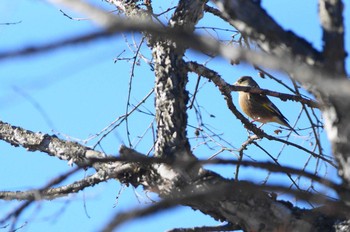 カワラヒワ 野川 撮影日未設定