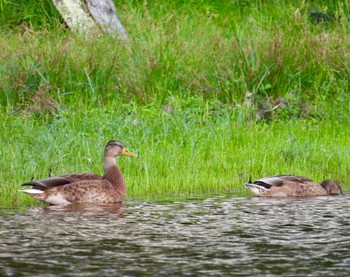 Mallard 中禅寺湖 Thu, 8/11/2022