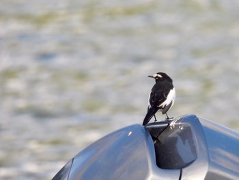 2022年8月11日(木) 中禅寺湖の野鳥観察記録