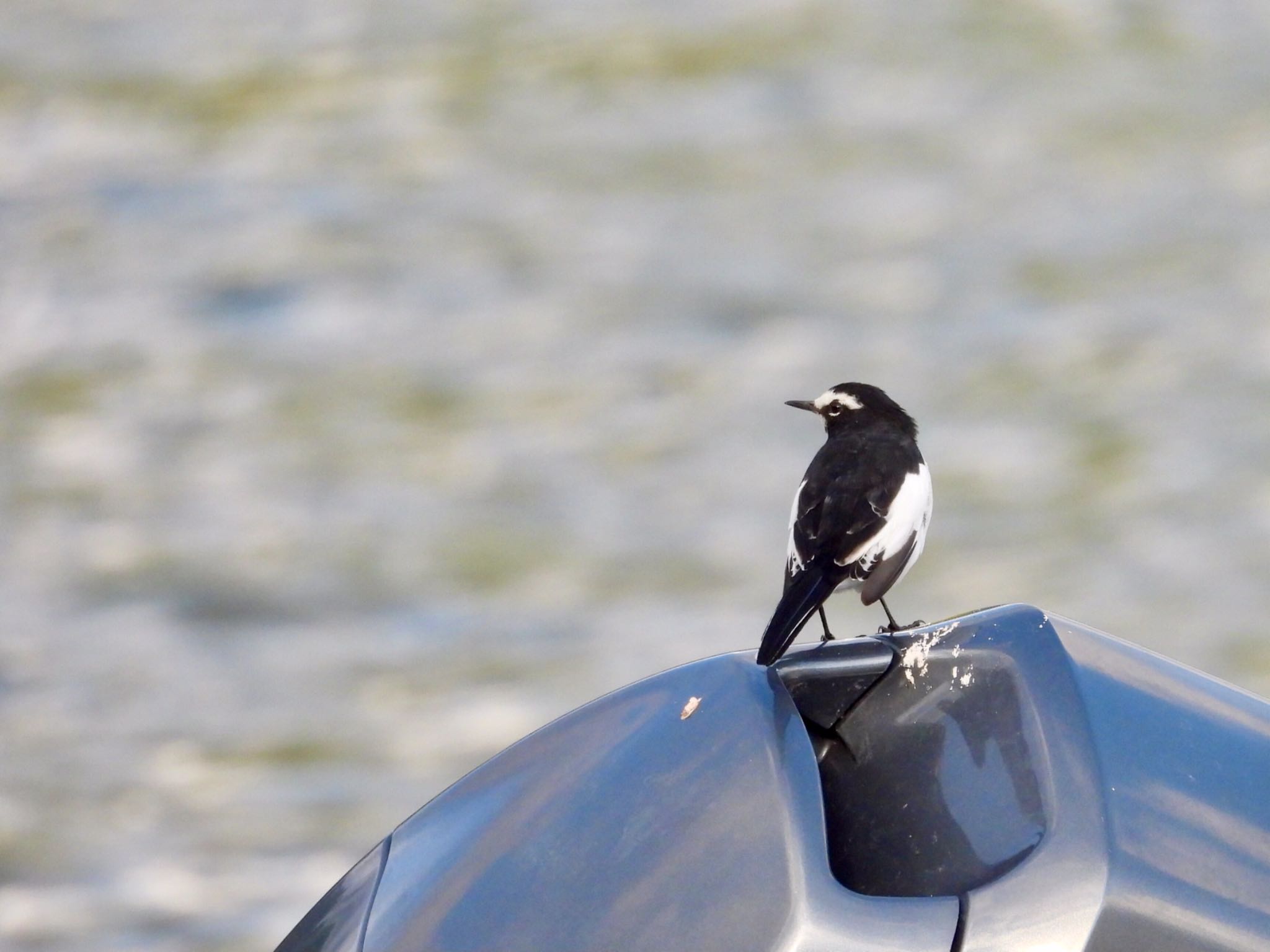 Japanese Wagtail