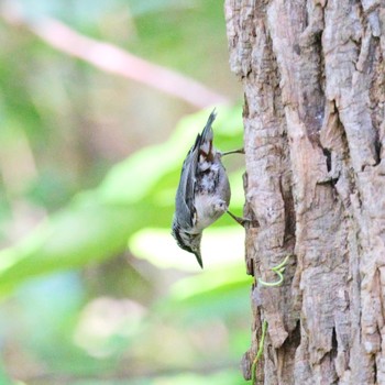 Eurasian Nuthatch Nishioka Park Sat, 8/13/2022