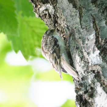 Eurasian Treecreeper Nishioka Park Sat, 8/13/2022