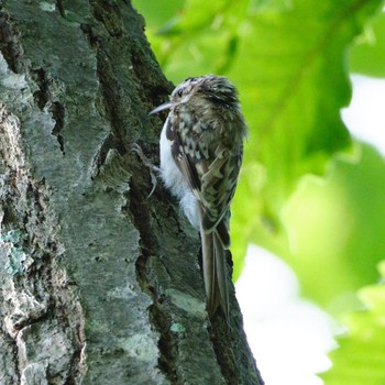 Eurasian Treecreeper Nishioka Park Sat, 8/13/2022