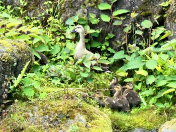 Eastern Spot-billed Duck 日光 Sat, 6/4/2022