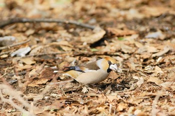 シメ 世田谷区の公園 撮影日未設定