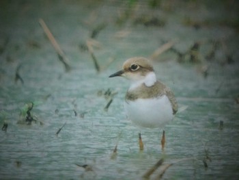 Little Ringed Plover 奈良県 Fri, 8/12/2022