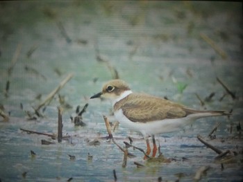 Little Ringed Plover 奈良県 Fri, 8/12/2022