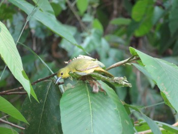 Great Iora Cat Tien National Park Unknown Date