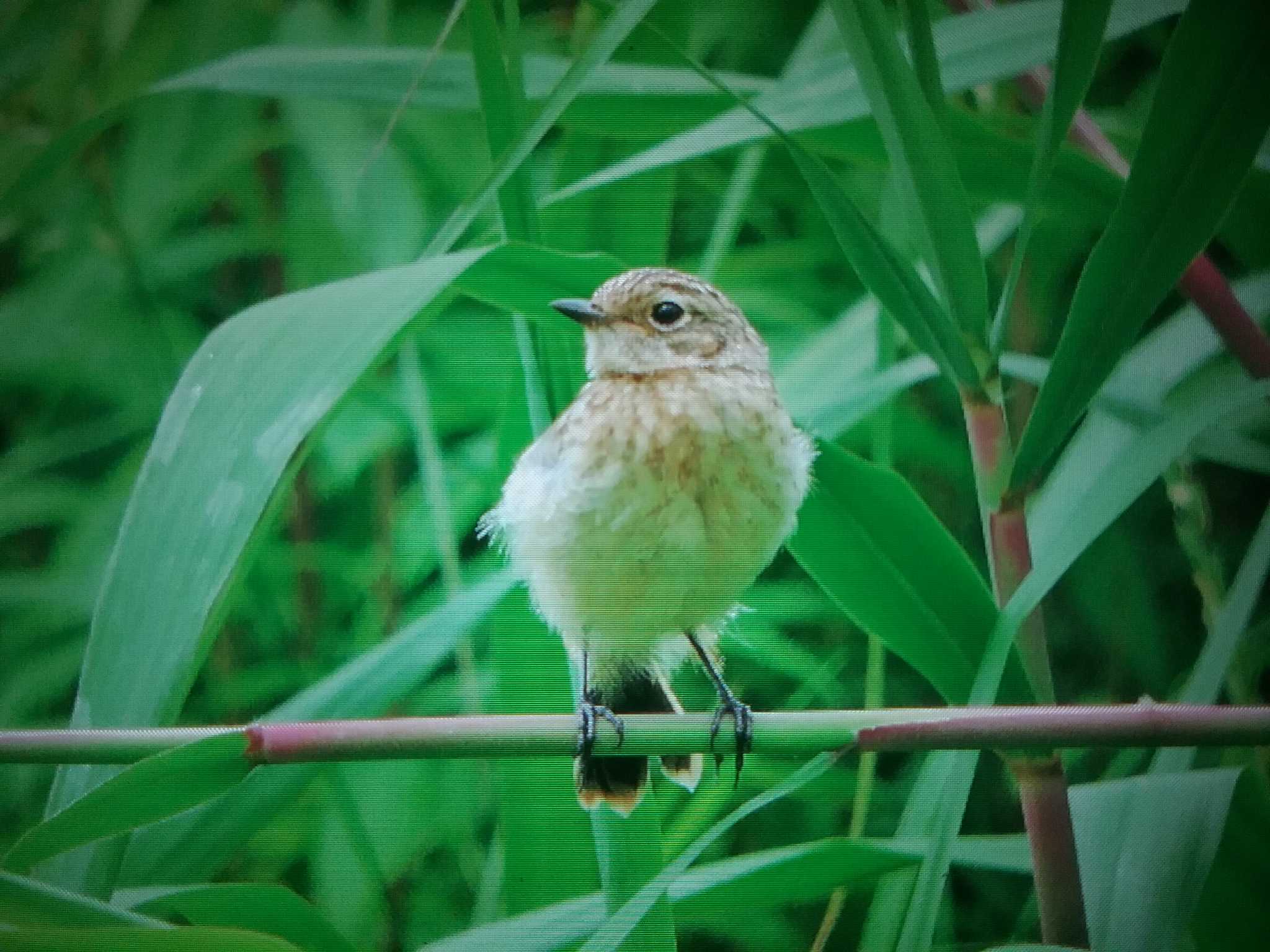 北海道 ノビタキの写真 by おもち