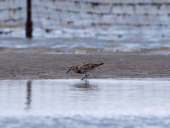 Great Knot Sambanze Tideland Sat, 8/13/2022