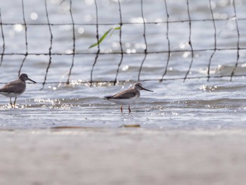 Terek Sandpiper Sambanze Tideland Sat, 8/13/2022