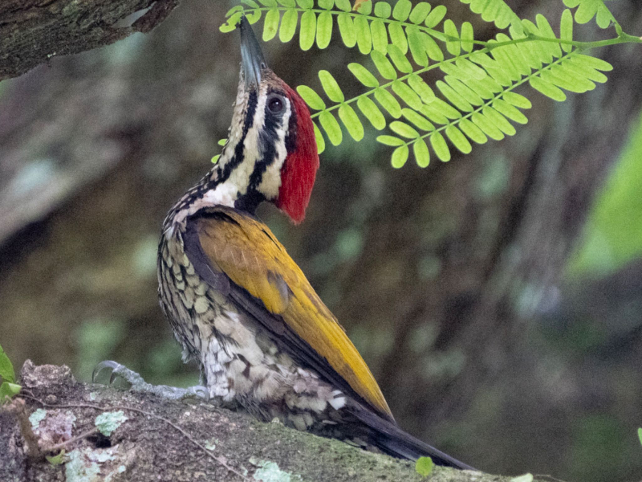 シンガポール植物園 ズアカミユビゲラの写真 by T K