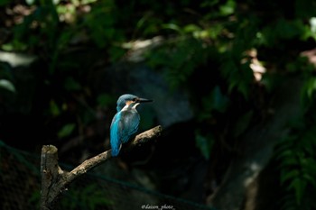 カワセミ 薬師池公園 2022年7月25日(月)