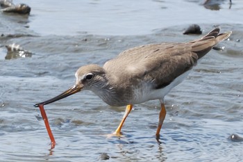 Terek Sandpiper Yatsu-higata Fri, 8/12/2022