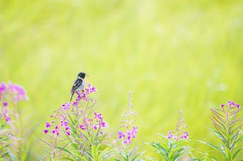 Amur Stonechat 長野県 Mon, 8/8/2022