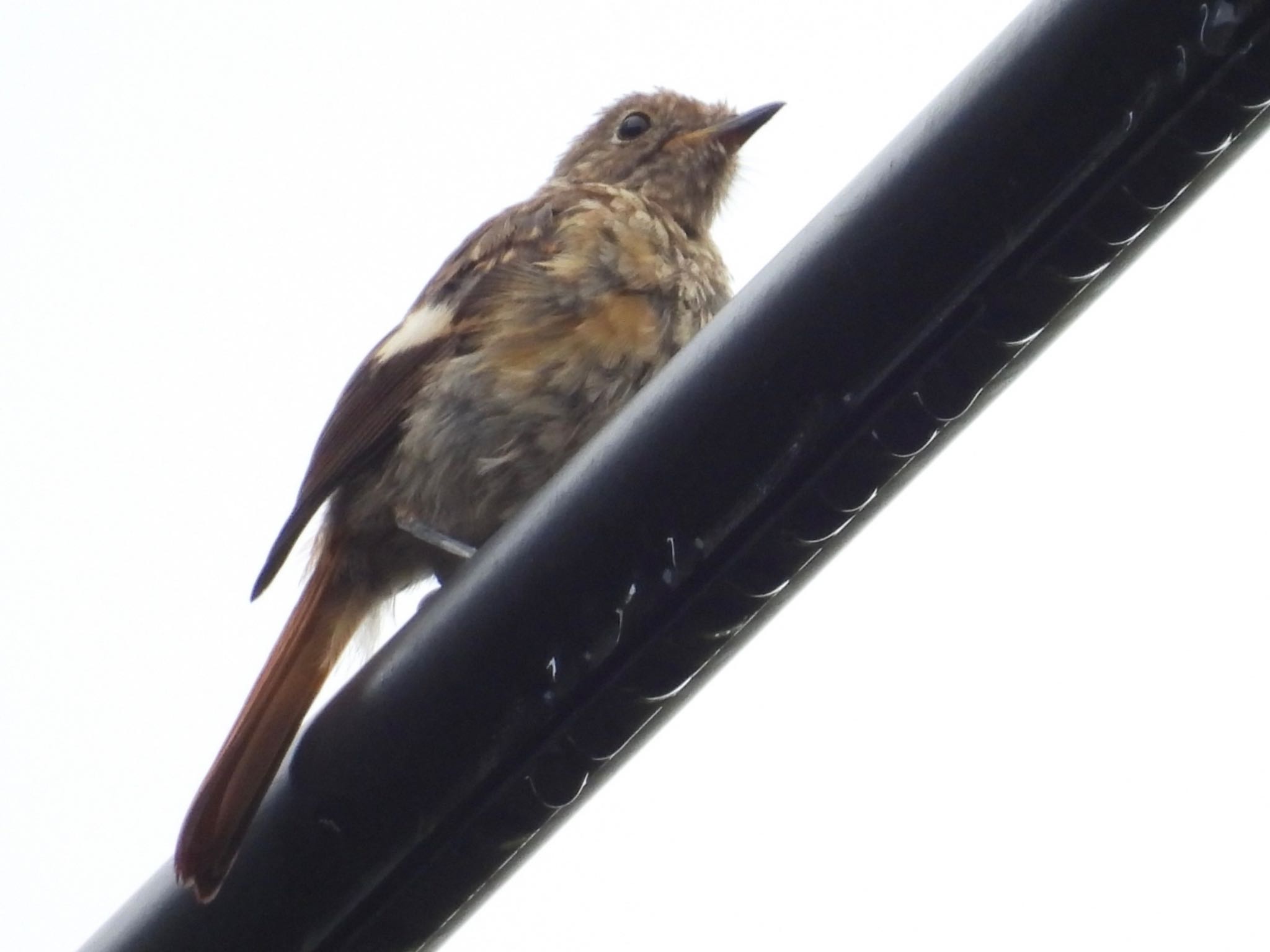 山梨県 ジョウビタキの写真 by ツピ太郎