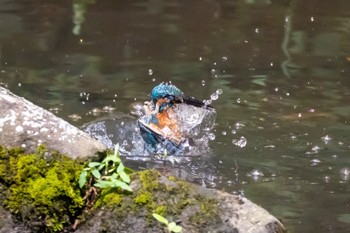 Common Kingfisher 横浜市 Sat, 8/6/2022