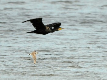 カワウ 東京港野鳥公園 2022年8月11日(木)