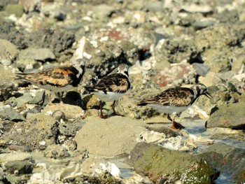 キョウジョシギ 東京港野鳥公園 2022年8月11日(木)