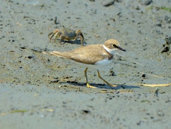 コチドリ 東京港野鳥公園 2022年8月11日(木)